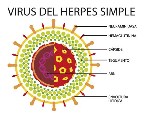 herpes tipo 1